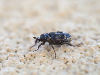 ヒラタハナムグリ横側（2016年5月5日）