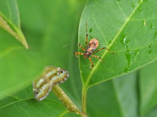 アカサシガメ幼虫