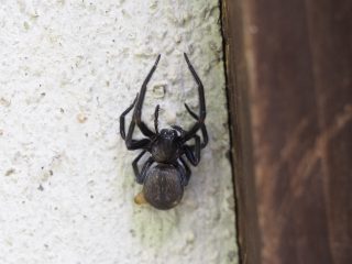 クロガケジグモ♂（1.5cm）