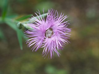 カワラナデシコ紫（2015年6月17日）