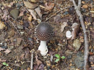 テングダケ幼菌（2014年9月6日）