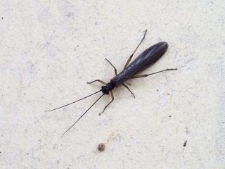 ウエノオナシカワゲラ？（2019年4月3日）