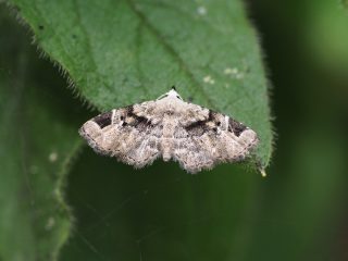 クロハナコヤガ（1.5cm）