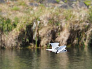 ユリカモメ