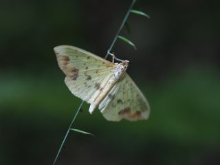 オオキノメイガ♀（4cm）