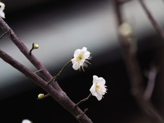 ハクバイ（2015年2月23日）