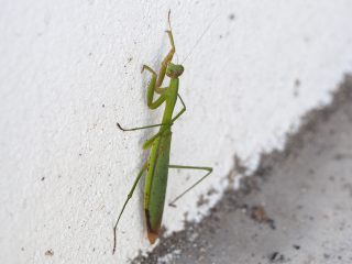 オオカマキリ
