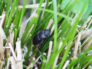 コクワガタ♀