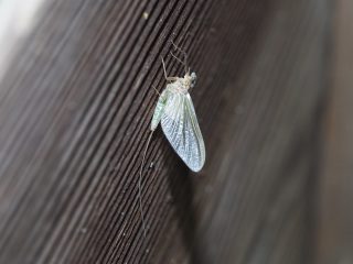 エルモンヒラタカゲロウ♀亜成虫（2015年4月21）