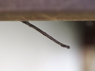 ウスキツバメエダシャク幼虫？（2015年5月3日）