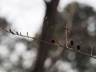 ハンノキ（2015年2月7日）