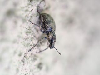 コフキゾウムシ？（2015年6月21日）