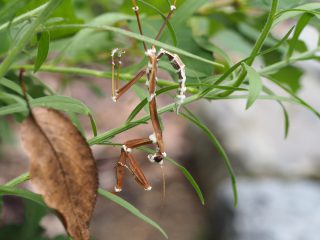 カビ？に襲われたオオカマキリ（2015年8月21日）