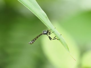 ホソムシヒキの仲間狩り（2020年6月21日）