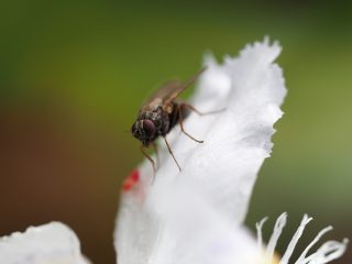 ハナバエの仲間（2015年4月12日）