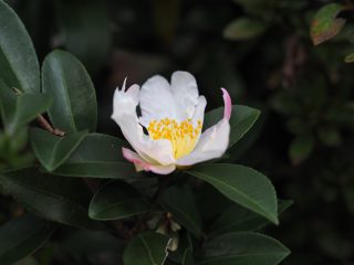 サザンカ