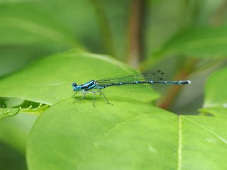 アマゴイルリトンボ♂
