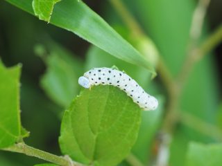 ホシアシブトハバチ幼虫（2015年5月13日）