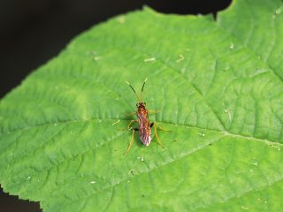 ヒゲナガハバチ