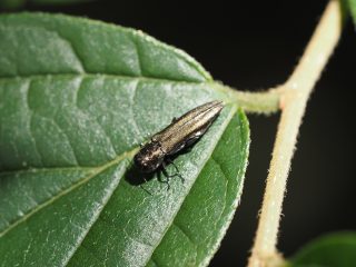 ウグイスナガタマムシ？（2020年6月20日）
