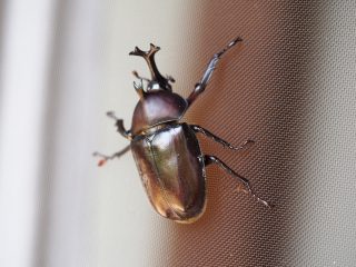 カブトムシ♂（2013年6月29日）