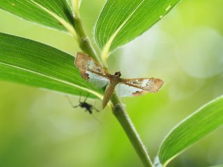 マメノメイガ（2.5cm）