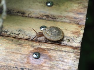 オオケマイマイ毛がない（2016年6月25日）