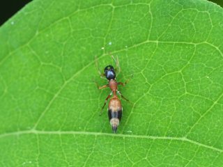 ヤガタアリグモ♀（015年6月1日）