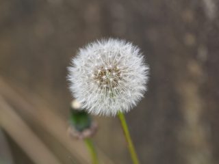 タンポポ（2015年4月5日）