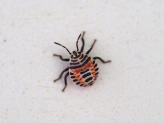 キマダラカメムシ生まれたて幼虫（2020年6月21日）