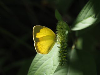 キチョウ（2016年8月23日）