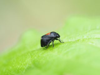 ムネアカアワフキ♂（018年4月18日）