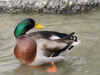 マガモ♂（2016年2月26日）