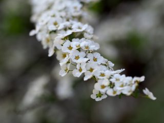 ユキヤナギ（2016年3月21日）