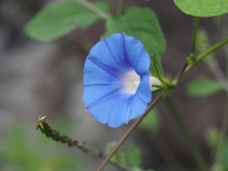マルバアメリカアサガオ（2016年9月17日）