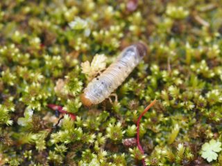 コガネムシの幼虫（2020年5月21日）