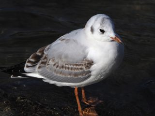 ユリカモメ