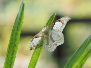 スカシカギバ（4cm）