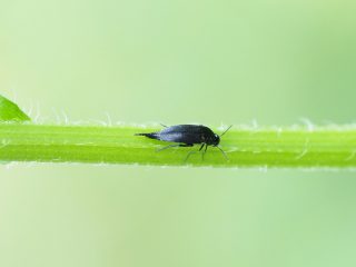 クロヒメハナノミ（2019年6月6日）