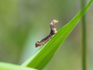 脱皮中の幼虫？寄生？（2015年5月3日）