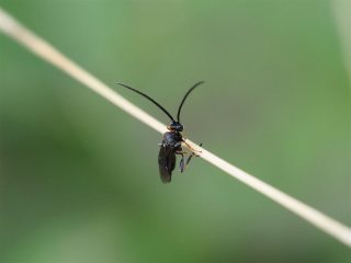コウラコマユバチの仲間？（2015年10月9日）