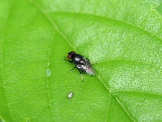 クロツヤバエの仲間？（2016年5月28日）