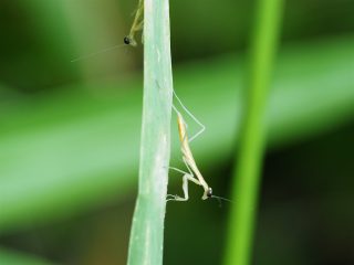 ハラビロカマキリ幼虫（2016年5月23日）