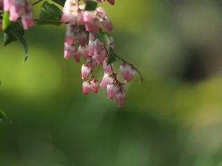 アセビ（赤）