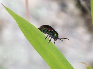 アカガネサルハムシ横側（2016年5月15日）