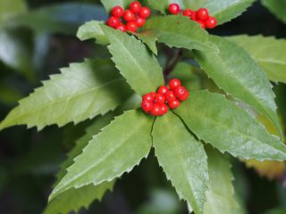 センリョウ（2013年12月3日）