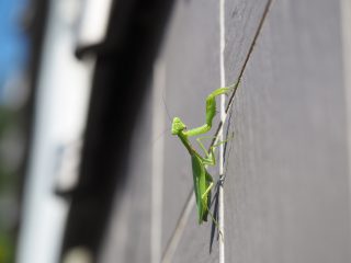ハラビロカマキリ