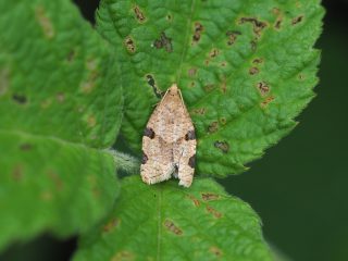 フタモンコハマキ（1cm）