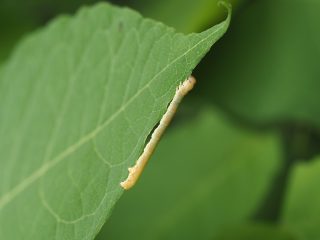 マエキヒメシャク幼虫？（2020年6月1日）
