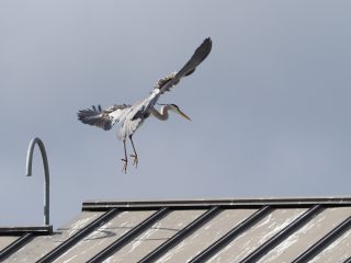 アオサギ